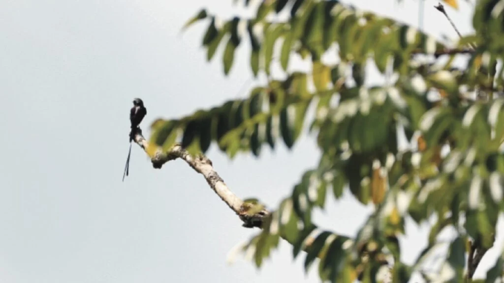 Long-tailed Tyrant Flycatcher Bird Perched on a Branch in the pasture area at Nectar Pollen