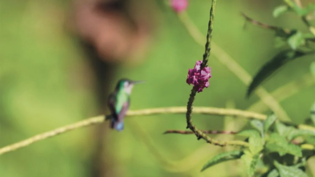 Violet-headed hummingbird sitting on a perch of a porterweed verbena bush in Costa Rica