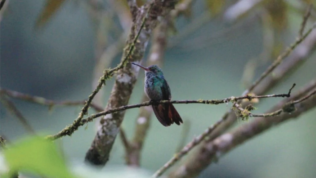 Rufous-tailed Hummingbird Perched on a Branch in the Hummingbird Garden at Nectar Pollen Reserve